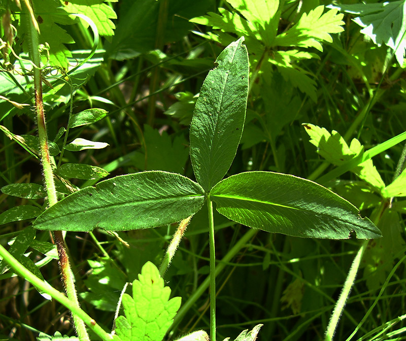 Image of Trifolium medium specimen.