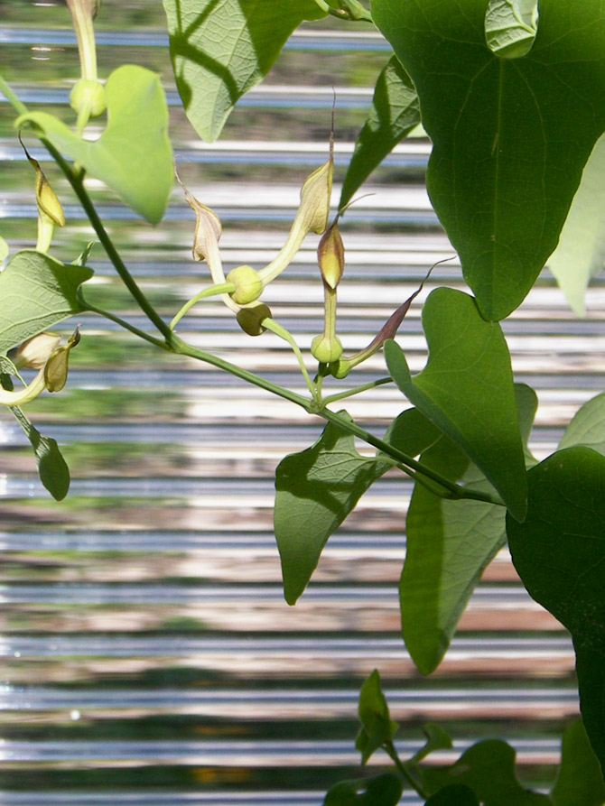 Изображение особи Aristolochia contorta.