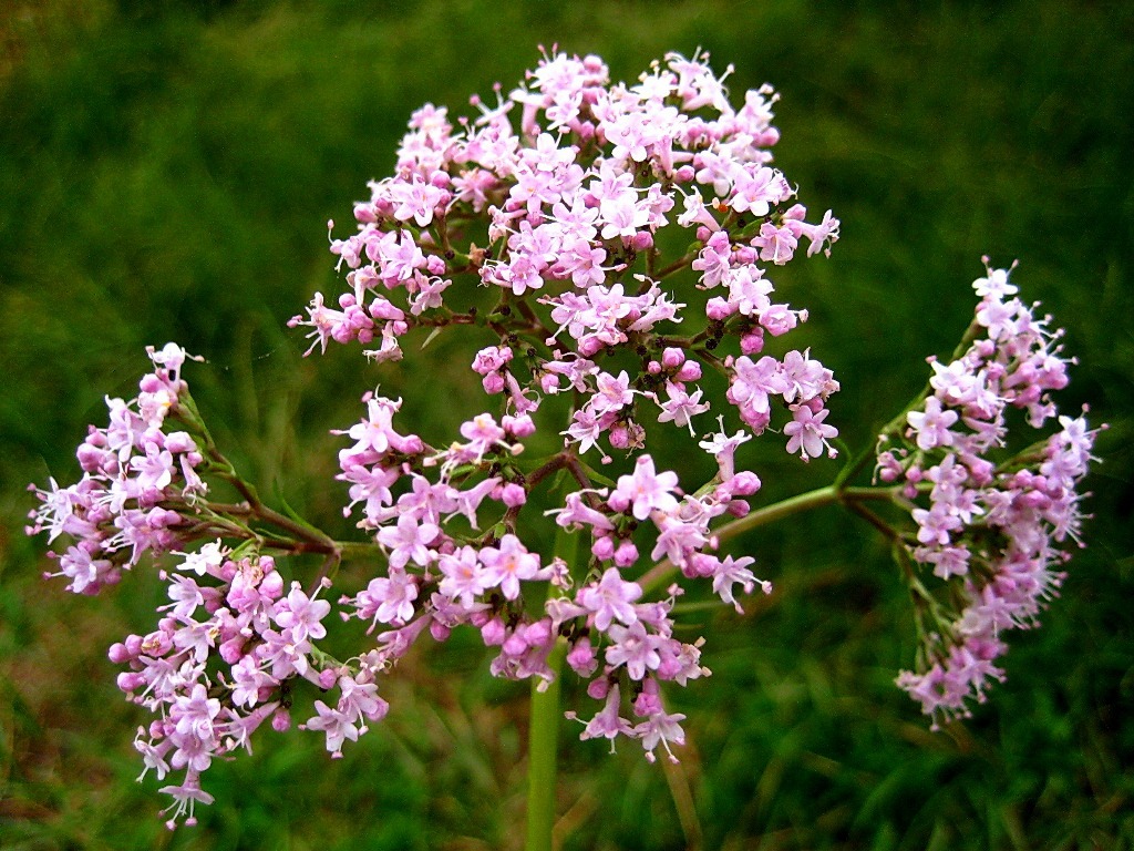 Image of Valeriana alternifolia specimen.