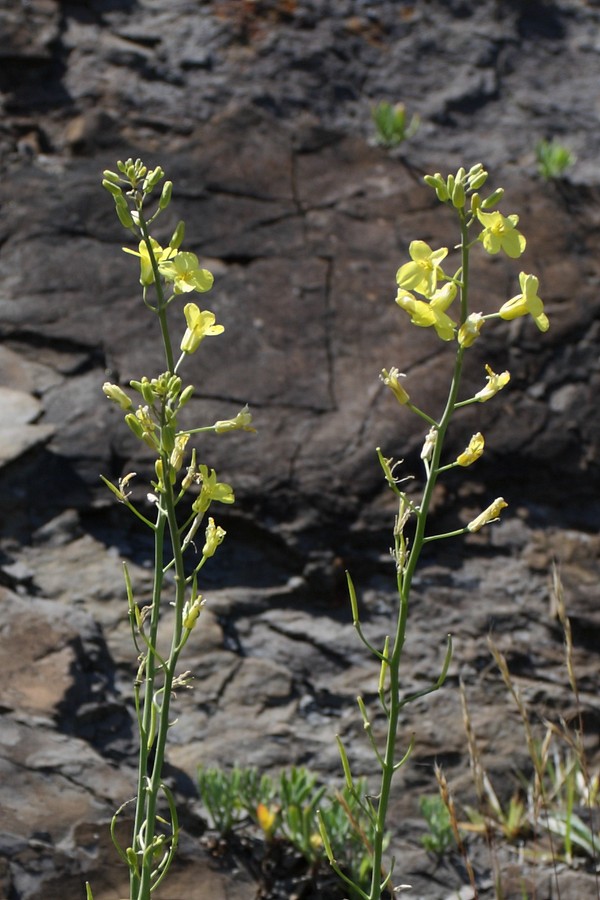 Image of Brassica sylvestris specimen.