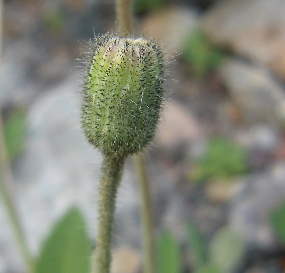 Изображение особи Pilosella officinarum.