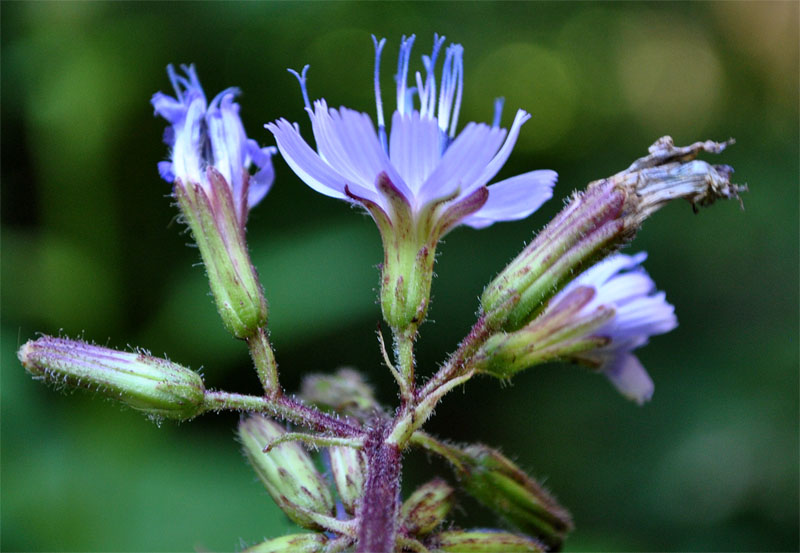 Image of Cicerbita petiolata specimen.