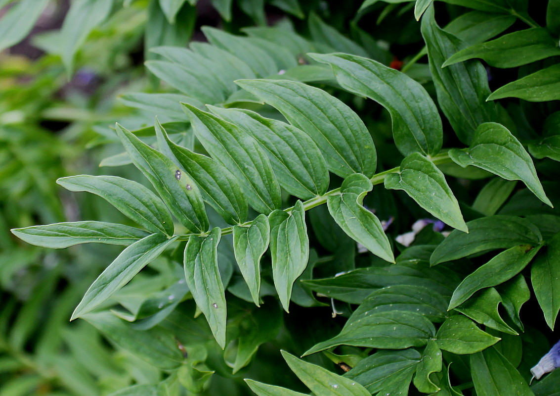 Image of Polemonium caeruleum specimen.