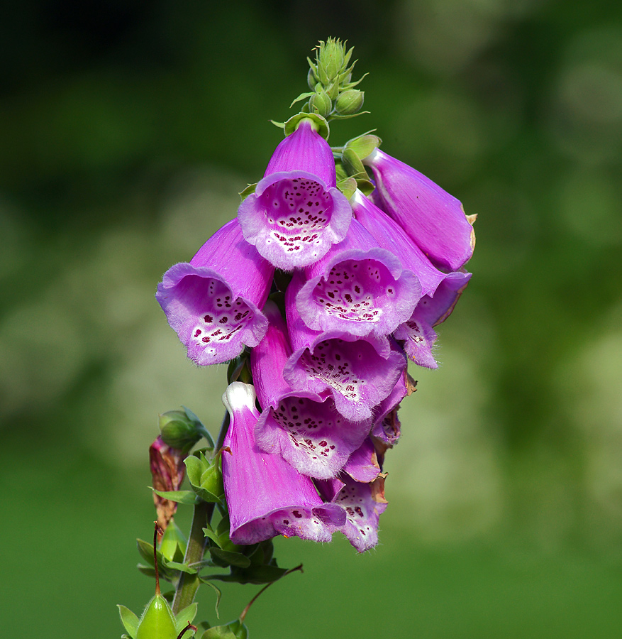 Изображение особи Digitalis purpurea.