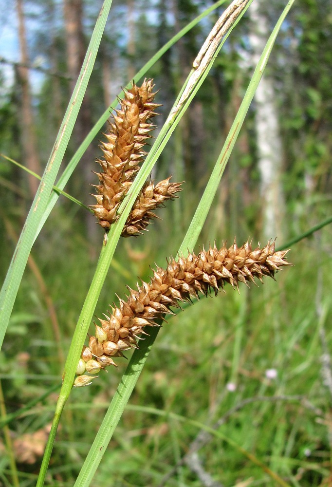 Image of Carex &times; pannewitziana specimen.