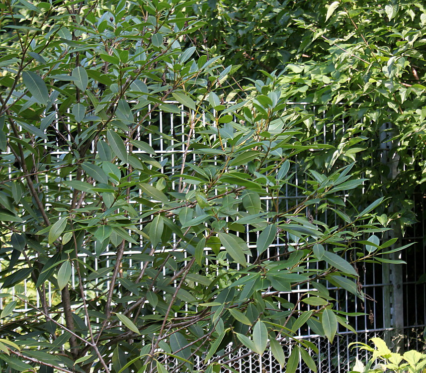 Image of Osmanthus &times; burkwoodii specimen.