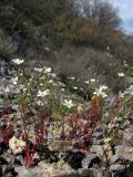 Minuartia hybrida. Цветущие растения. Крым, Южный берег, Кучук-Ламбат. 25 апреля 2011 г.
