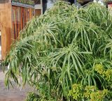 Cyperus involucratus. Цветущее растение. Египет, Синай, Шарм-эль-Шейх, в культуре. 19.02.2009.