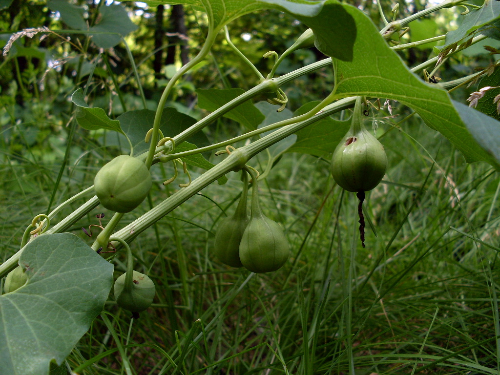 Image of Aristolochia clematitis specimen.