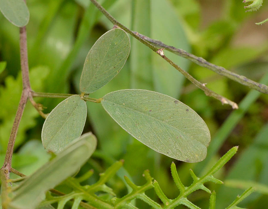 Изображение особи Tephrosia apollinea.