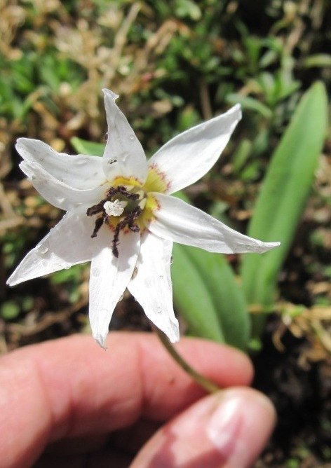 Image of Erythronium sulevii specimen.