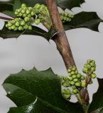 Mahonia aquifolium. Средняя часть веточки с развивающимися соцветиями. Германия, г. Кемпен, в парке. 24.02.2013.