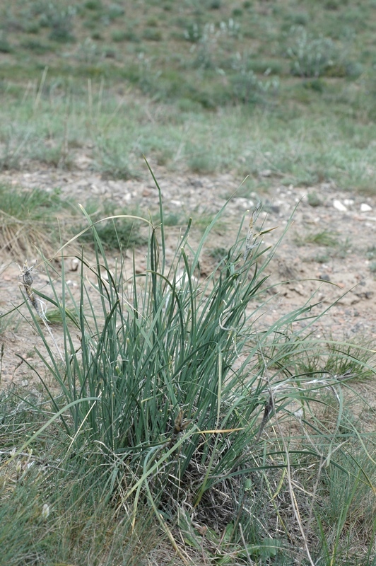 Image of Iris songarica specimen.