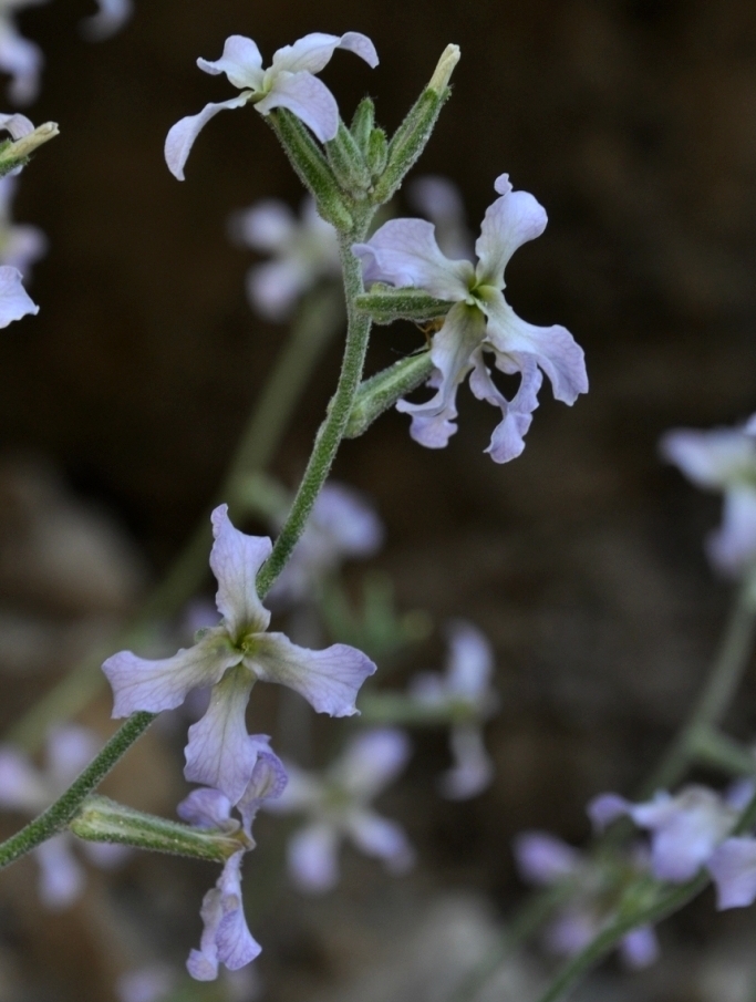 Изображение особи Matthiola fruticulosa ssp. valesiaca.