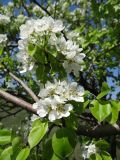 Смотреть изображение Pyrus communis