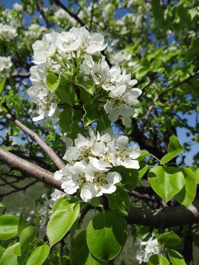 Image of Pyrus communis specimen.