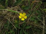 Potentilla reptans