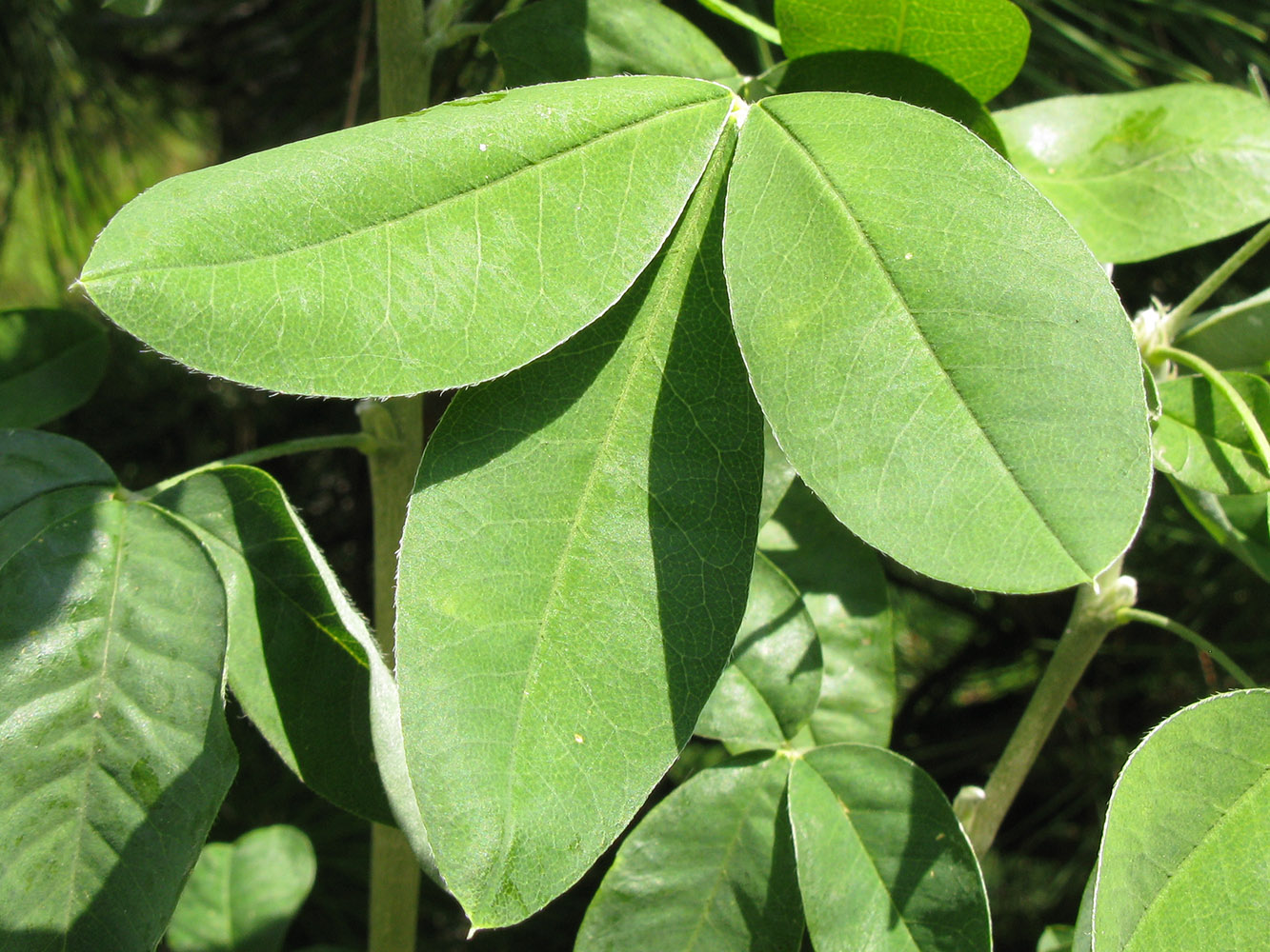 Изображение особи Laburnum anagyroides.