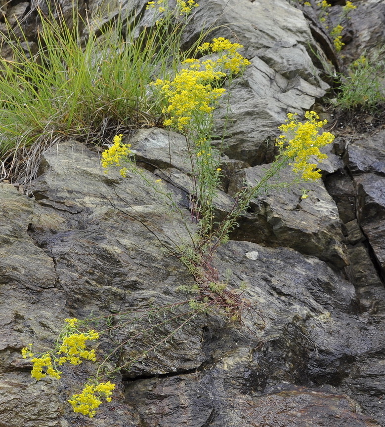 Image of Odontarrhena muralis specimen.