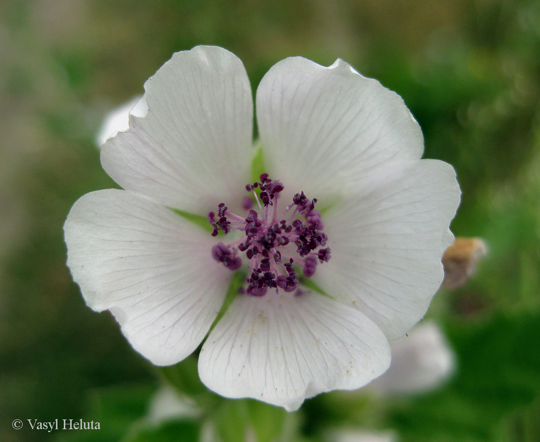 Image of Althaea officinalis specimen.