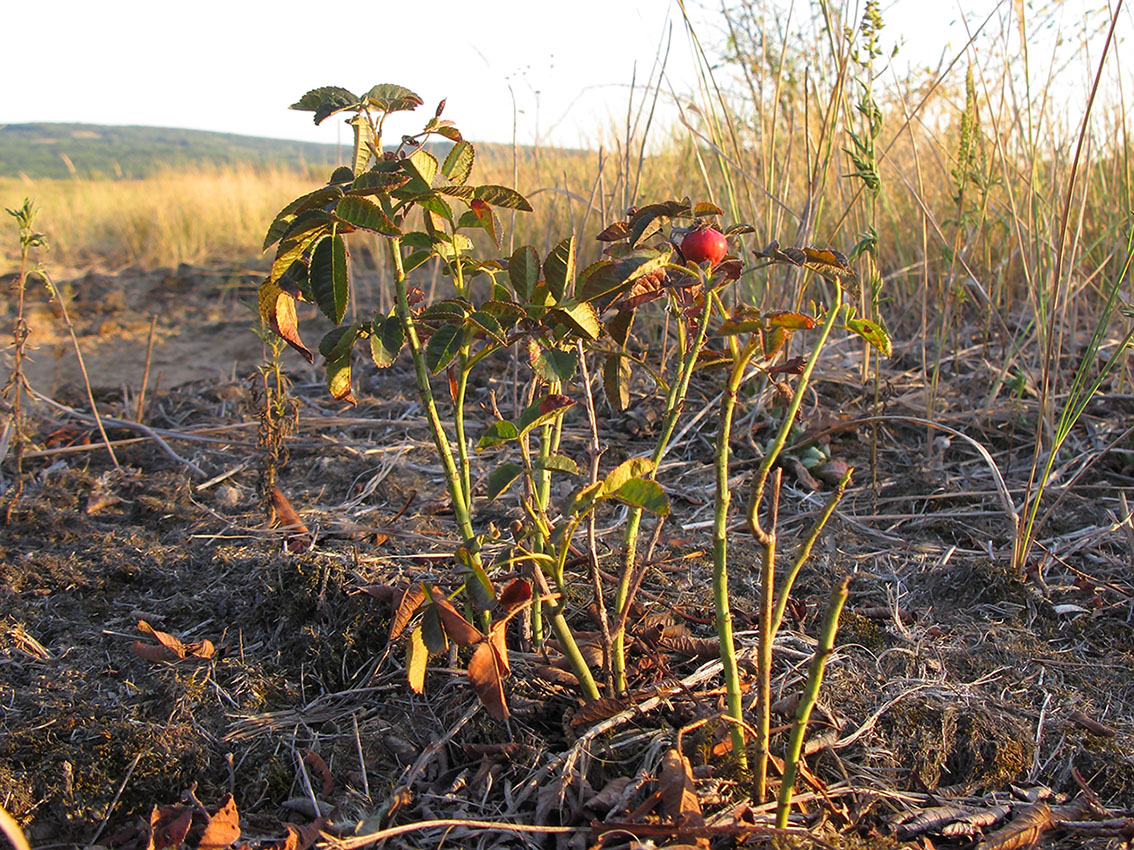 Image of Rosa gallica specimen.