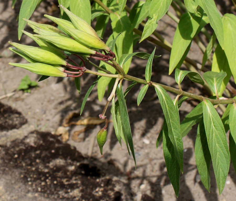 Изображение особи Asclepias incarnata.