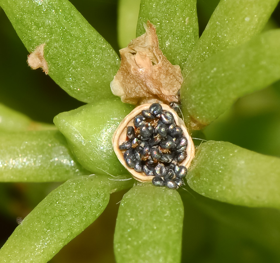 Image of Portulaca grandiflora specimen.