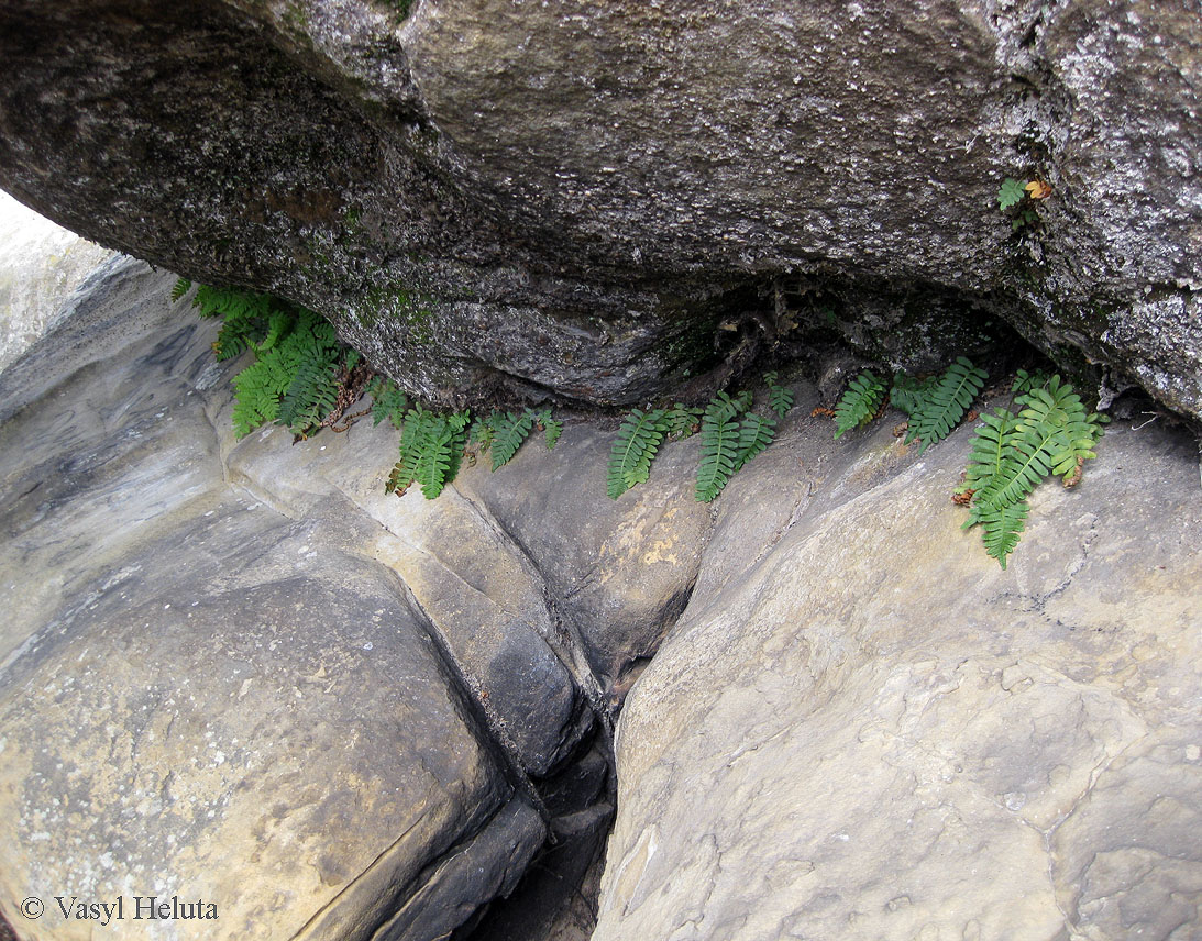 Image of Polypodium vulgare specimen.