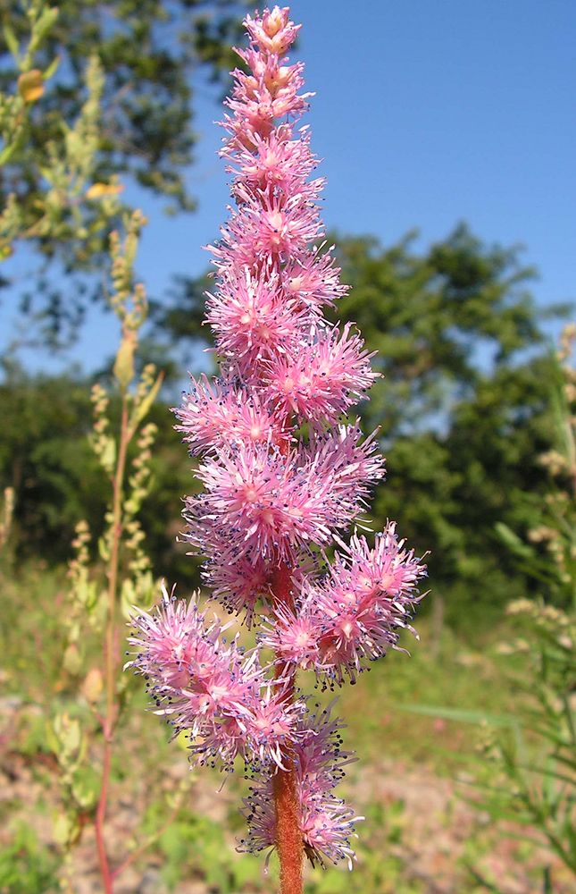 Изображение особи Astilbe chinensis.