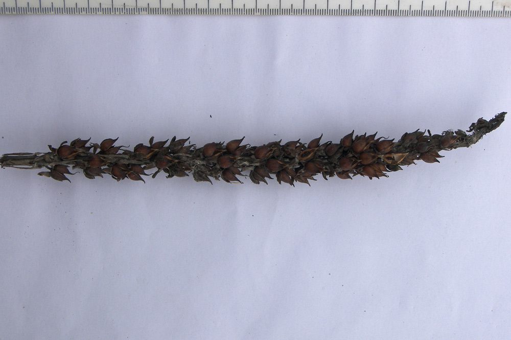 Image of Digitalis schischkinii specimen.