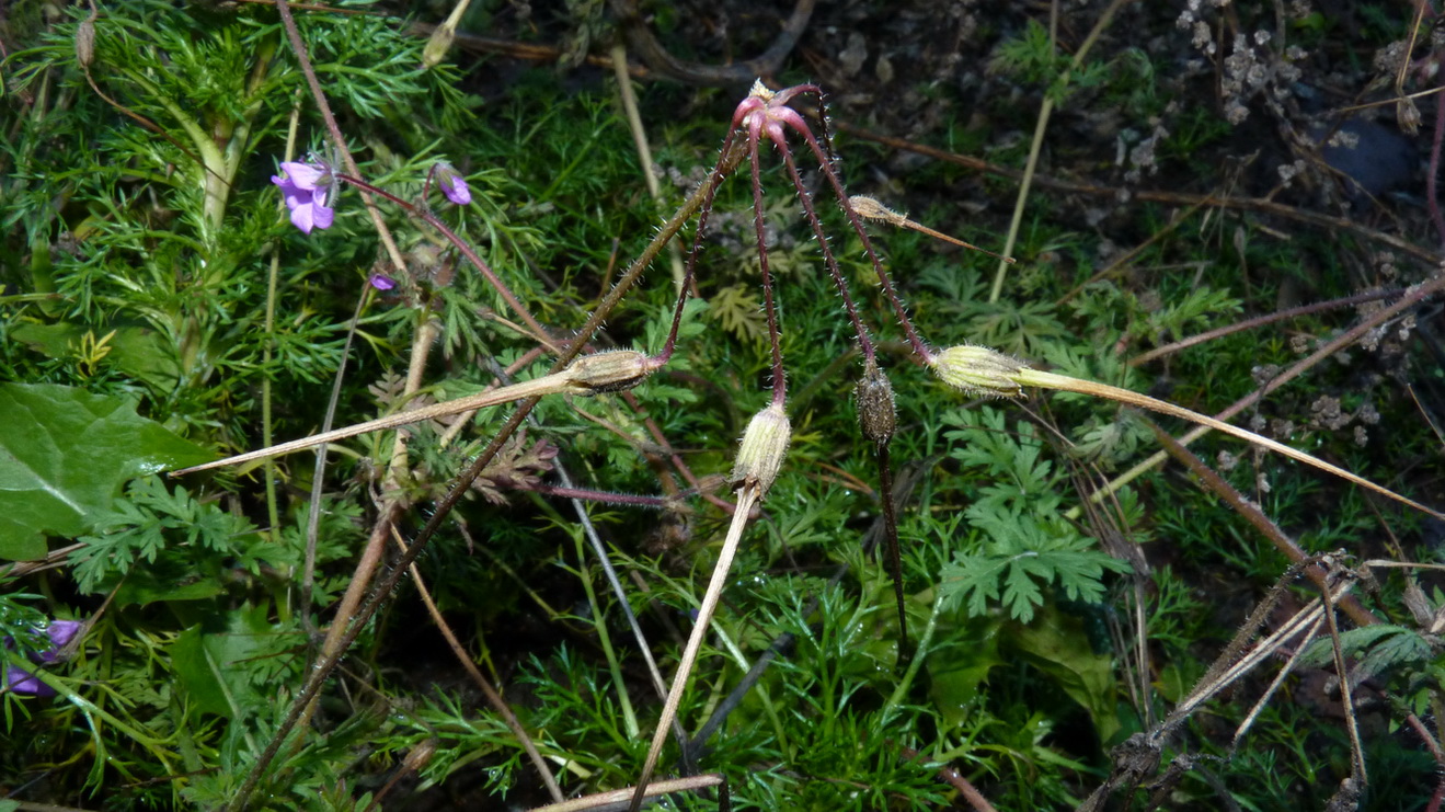 Image of Erodium cicutarium specimen.