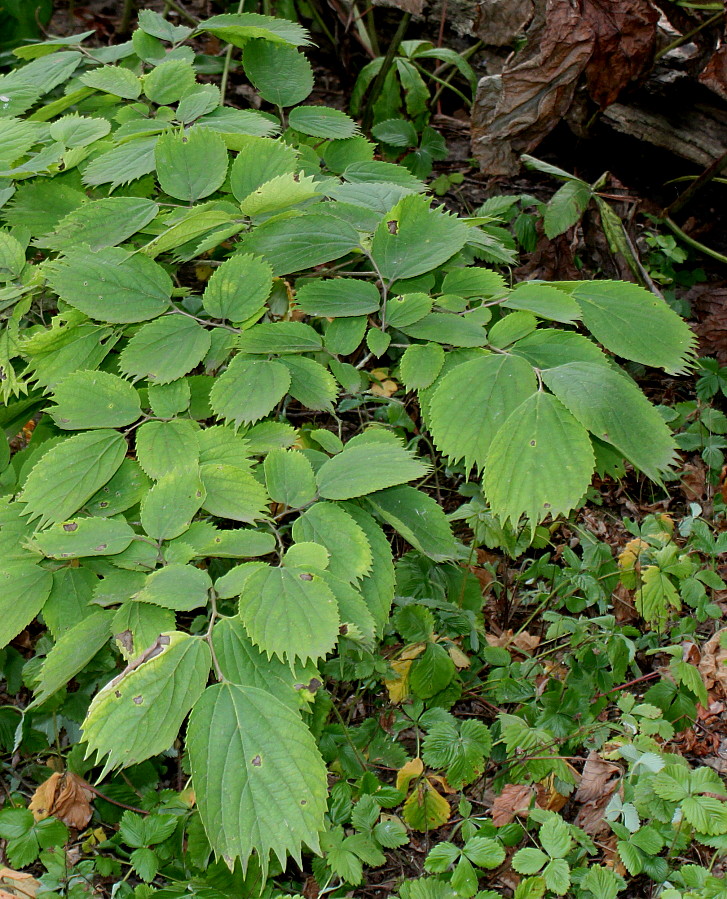 Изображение особи Celtis koraiensis.