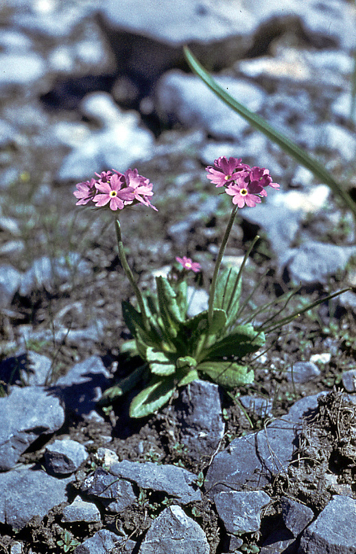 Image of Primula algida specimen.