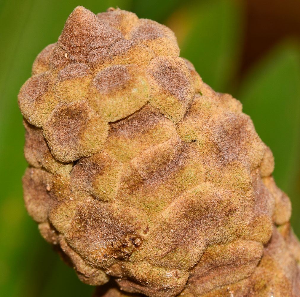 Image of Zamia furfuracea specimen.