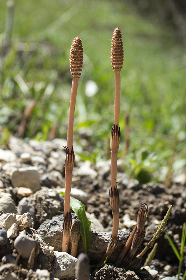 Image of Equisetum arvense specimen.