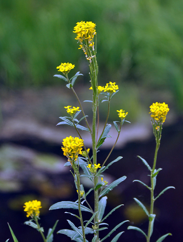 Image of Erysimum hieraciifolium specimen.