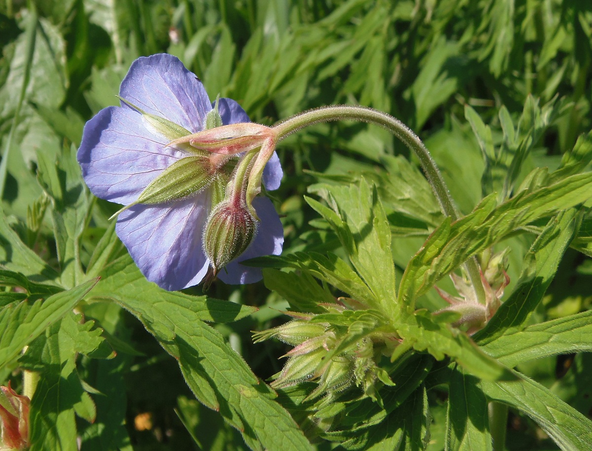 Изображение особи Geranium pratense.