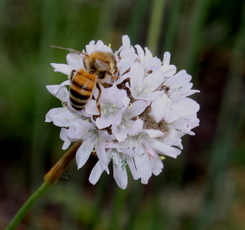 Изображение особи Armeria alliacea.