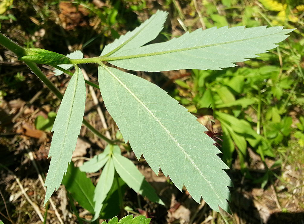 Image of Comarum palustre specimen.