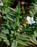 Gratiola officinalis