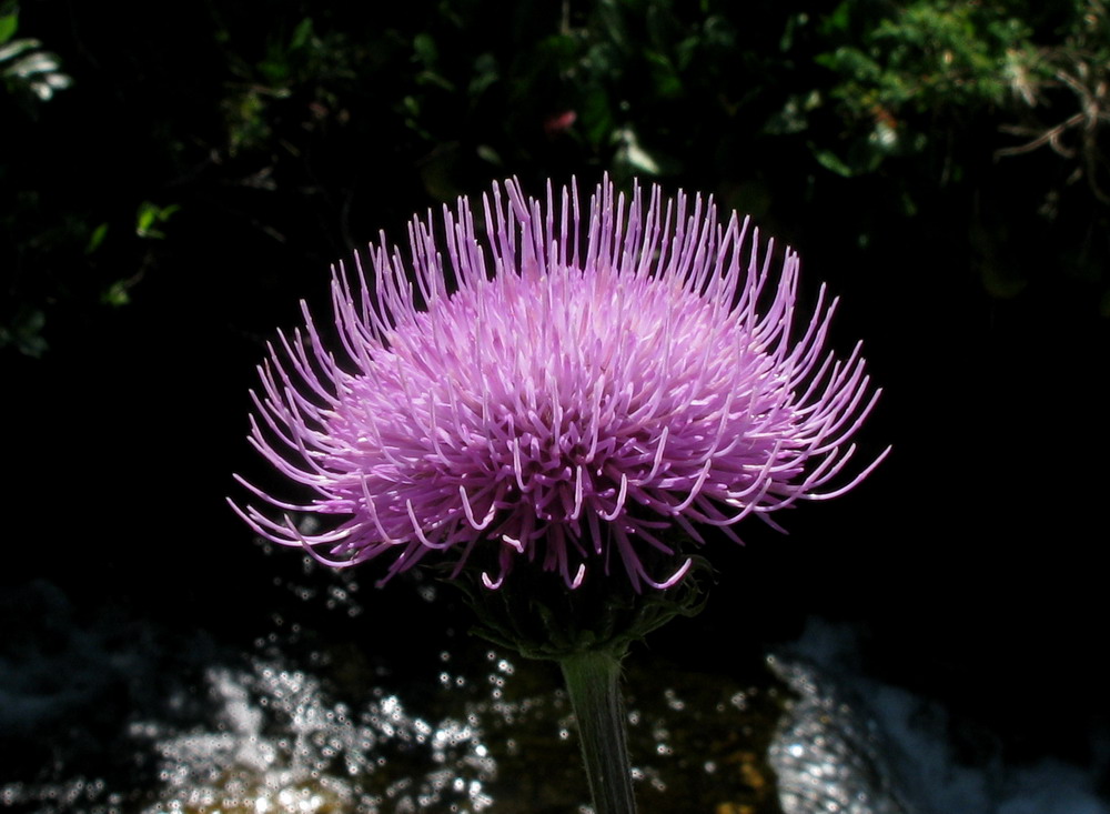 Изображение особи Cirsium helenioides.