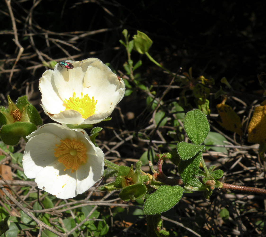 Изображение особи Cistus salviifolius.