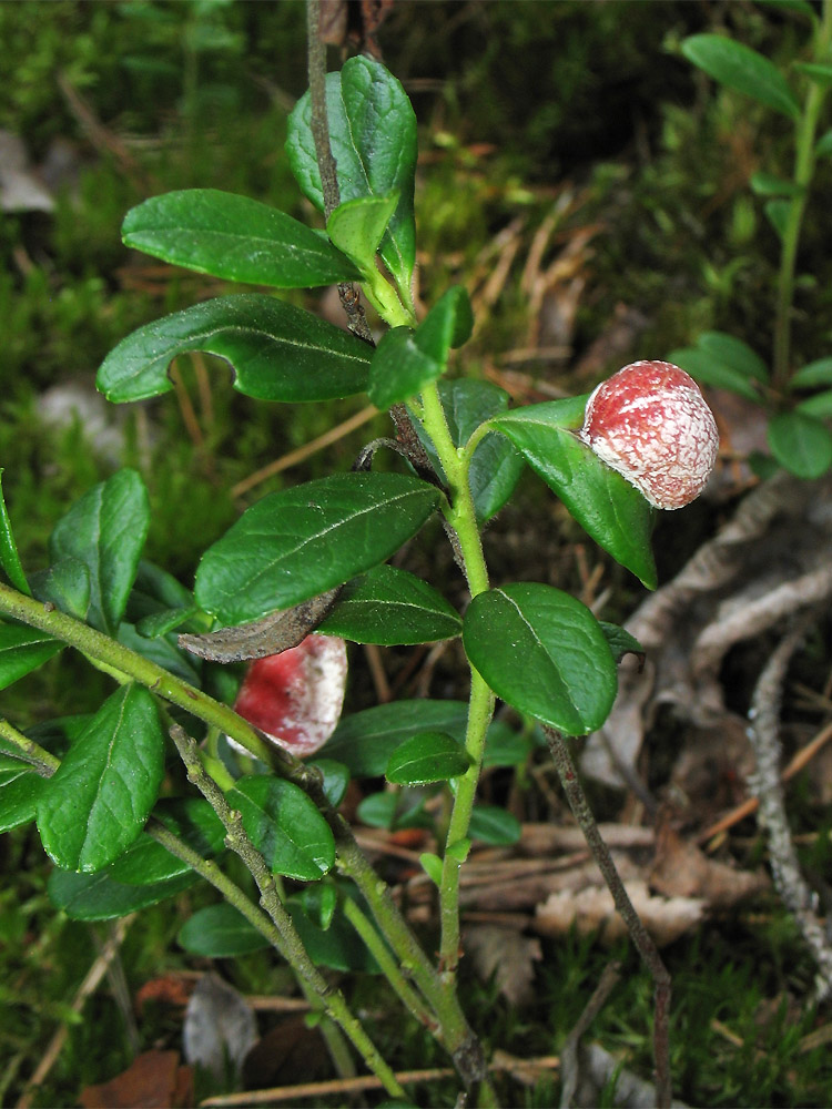 Image of Vaccinium vitis-idaea specimen.