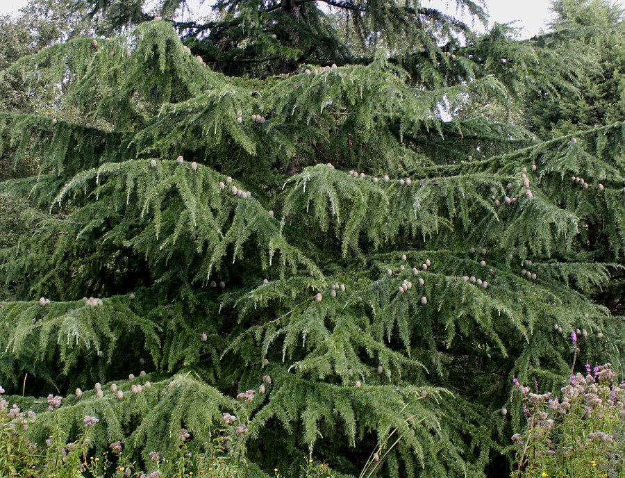 Image of Cedrus deodara specimen.