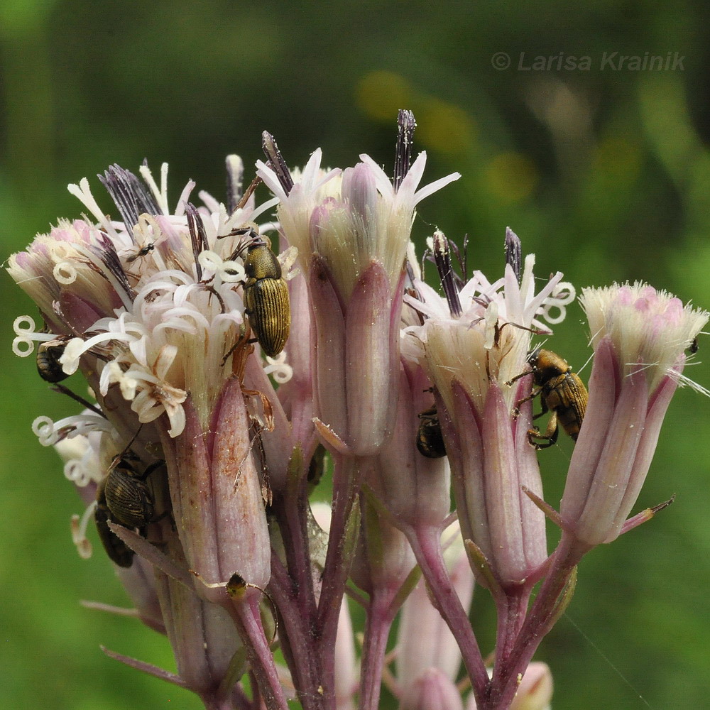 Изображение особи Syneilesis aconitifolia.