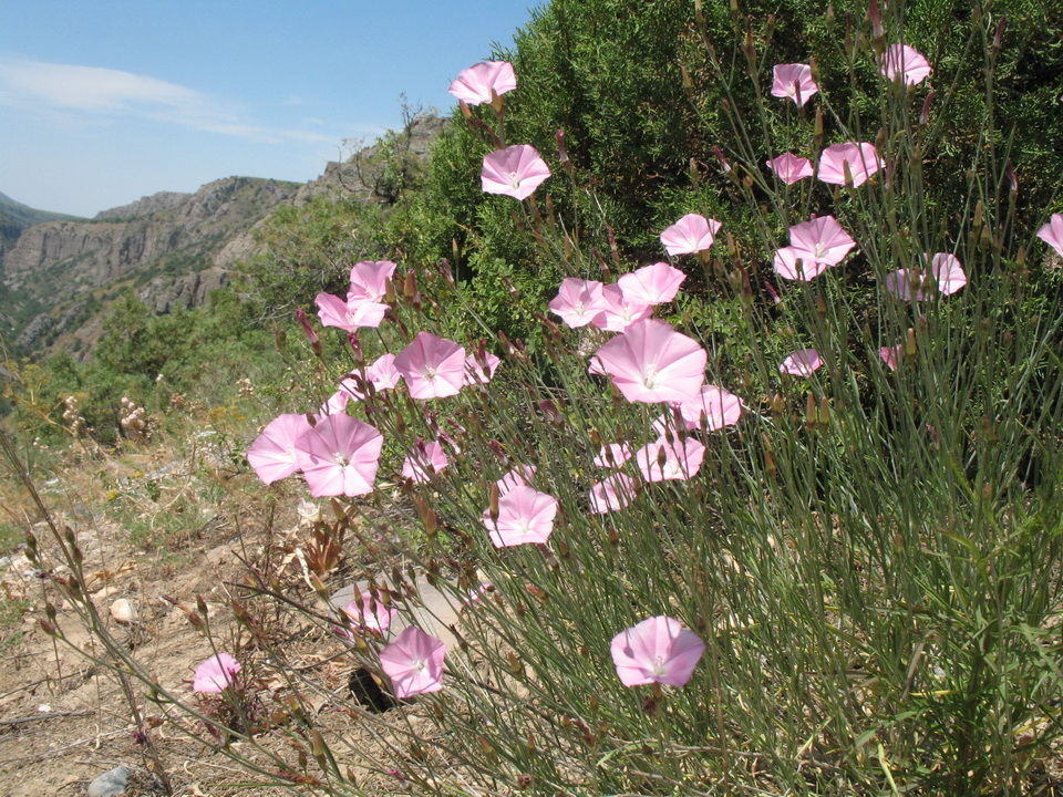 Изображение особи Convolvulus pseudocantabrica.