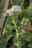 Eupatorium cannabinum