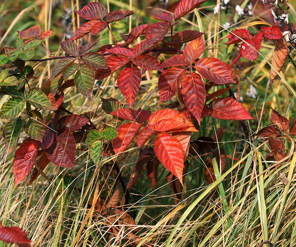 Image of Rubus nessensis specimen.