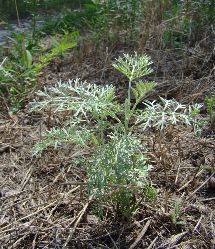 Image of Artemisia santonicum specimen.