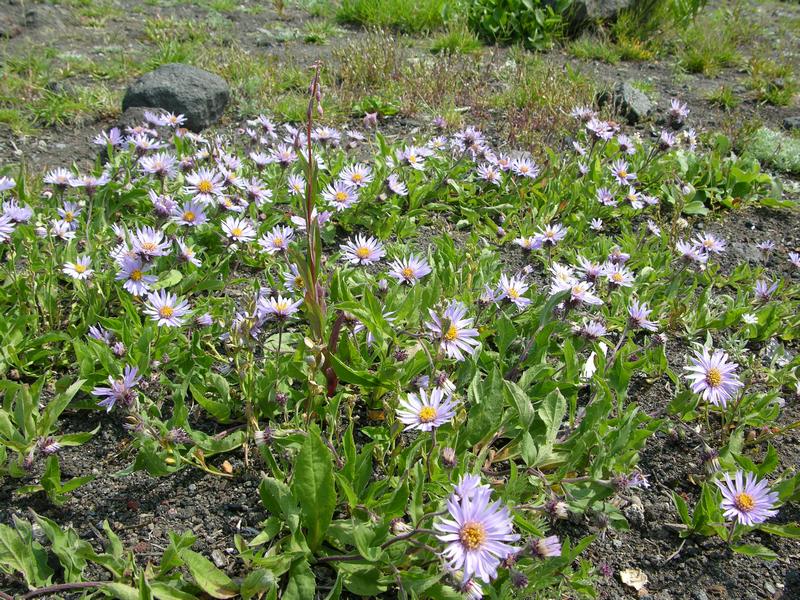 Image of Aster sibiricus specimen.